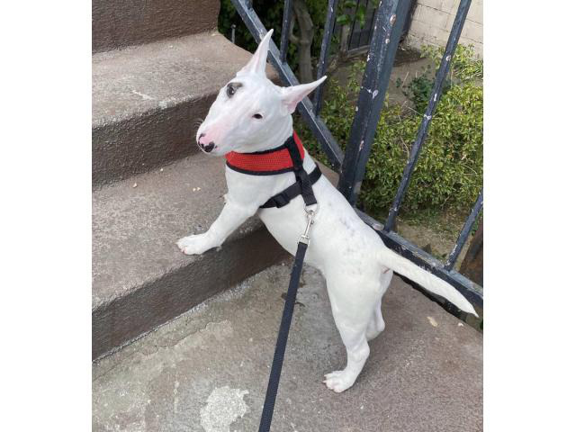 2 mini Bull Terrier puppies for sale in Los Angeles