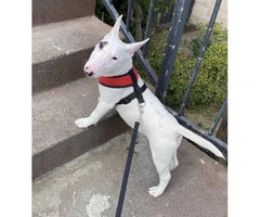 2 mini Bull Terrier puppies for sale - 2