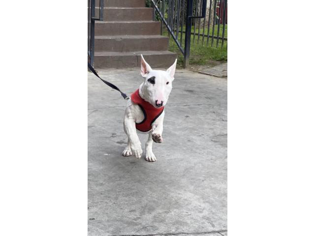 2 mini Bull Terrier puppies for sale in Los Angeles