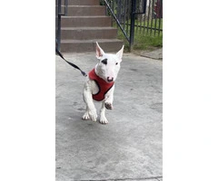 2 mini Bull Terrier puppies for sale - 3