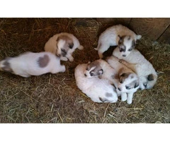 7 Livestock Great Pyrenees Puppies
