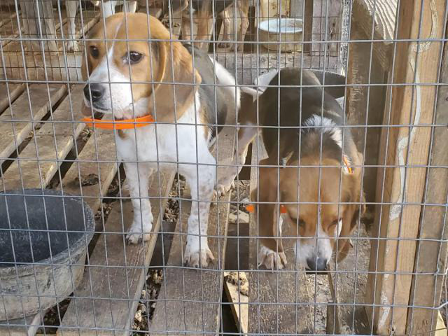 10 Month Old Male Beagle Puppies For Sale In Nashville Tennessee