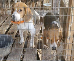 10 month old male beagle puppies for sale - 1