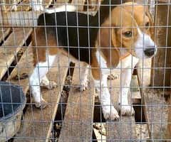 10 month old male beagle puppies for sale - 2