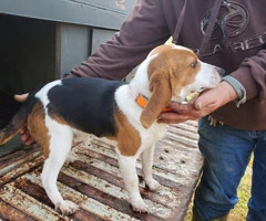 10 month old male beagle puppies for sale - 3