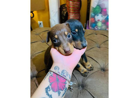 7 beautiful baby Doberman pinscher looking for a loving home