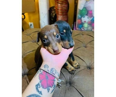 7 beautiful baby Doberman pinscher looking for a loving home