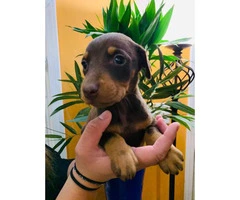 7 beautiful baby Doberman pinscher looking for a loving home - 2