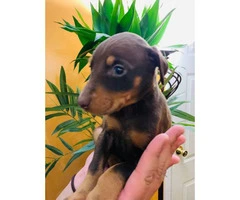 7 beautiful baby Doberman pinscher looking for a loving home - 3