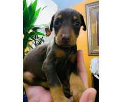 7 beautiful baby Doberman pinscher looking for a loving home - 4