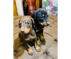 7 beautiful baby Doberman pinscher looking for a loving home - 5