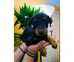 7 beautiful baby Doberman pinscher looking for a loving home - 6