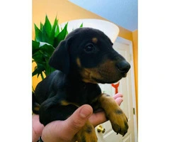 7 beautiful baby Doberman pinscher looking for a loving home - 7