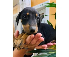 7 beautiful baby Doberman pinscher looking for a loving home - 8