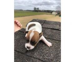 Shortie Jack russell terrier puppies for sale