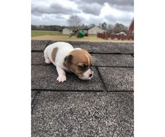 Shortie Jack russell terrier puppies for sale - 2