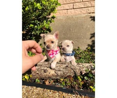 4 miniature chihuahua puppies available