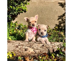 4 miniature chihuahua puppies available - 2