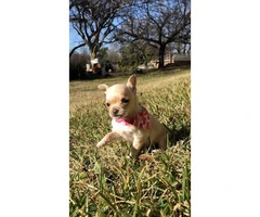 4 miniature chihuahua puppies available - 3