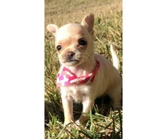 4 miniature chihuahua puppies available - 5