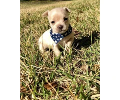 4 miniature chihuahua puppies available - 6