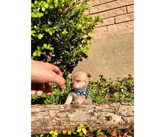 4 miniature chihuahua puppies available - 7
