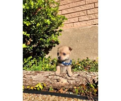 4 miniature chihuahua puppies available - 10