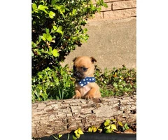 4 miniature chihuahua puppies available - 12