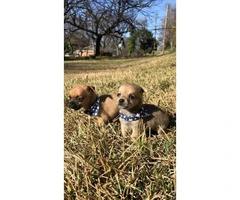 4 miniature chihuahua puppies available - 16