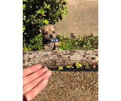 4 miniature chihuahua puppies available - 19