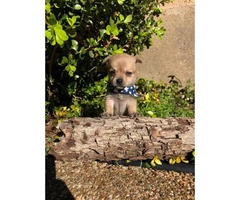 4 miniature chihuahua puppies available - 20
