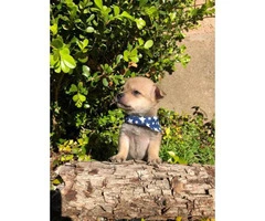 4 miniature chihuahua puppies available - 21