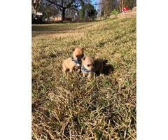 4 miniature chihuahua puppies available - 22