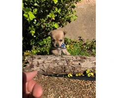 4 miniature chihuahua puppies available - 23