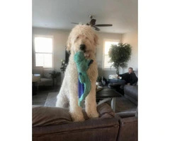 Standard size Goldendoodle puppies - 4