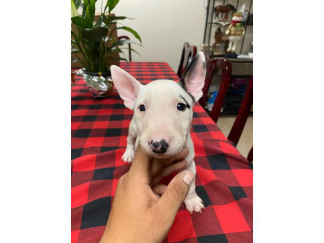 2 boys 1 girl bull terriers puppy’s for sale in Sacramento