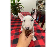 2 boys 1 girl bull terriers puppy’s for sale - 2