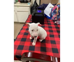 2 boys 1 girl bull terriers puppy’s for sale - 3