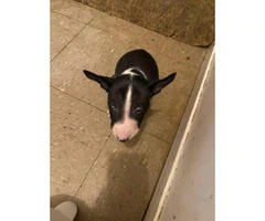 2 boys 1 girl bull terriers puppy’s for sale - 4