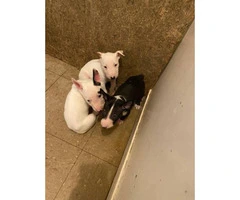 2 boys 1 girl bull terriers puppy’s for sale - 5