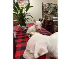 2 boys 1 girl bull terriers puppy’s for sale - 6