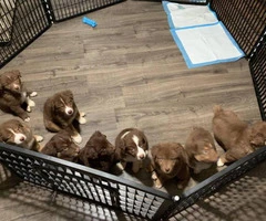 Red Tri Aussie Puppies up for sale