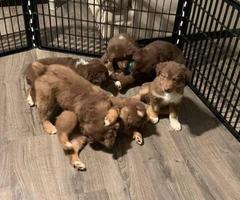 Red Tri Aussie Puppies up for sale - 2