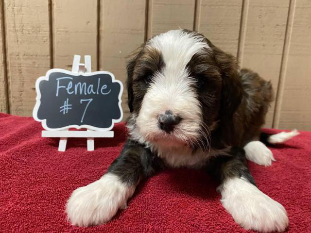 Bernedoodles for rehoming Atlanta - Puppies for Sale Near Me