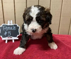 Bernedoodles for rehoming - 5