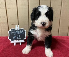 Bernedoodles for rehoming - 6