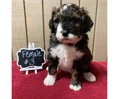Bernedoodles for rehoming - 7