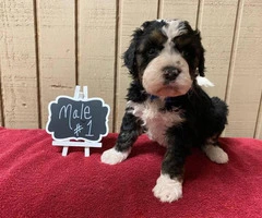 Bernedoodles for rehoming - 8