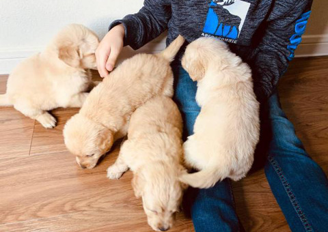 4 boys Golden retrievers puppies