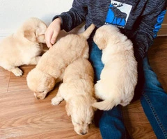 4 boys Golden retrievers puppies